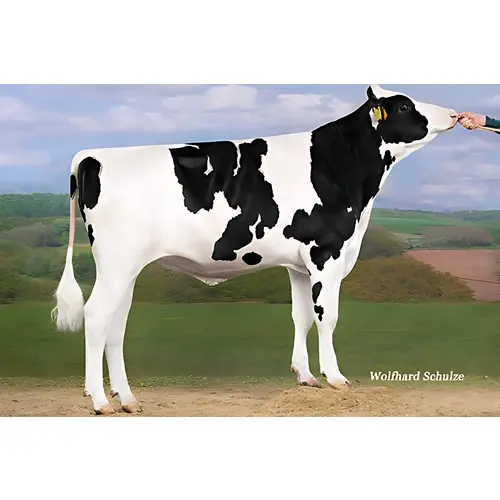 CHIELLINI